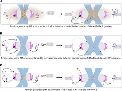 The Role of Mitotic Kinases and the RZZ Complex in Kinetochore-Microtubule Attachments: Doing the Right Link